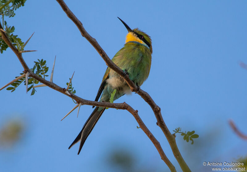 Swallow-tailed Bee-eateradult