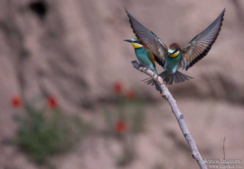 European Bee-eateradult breeding, courting display