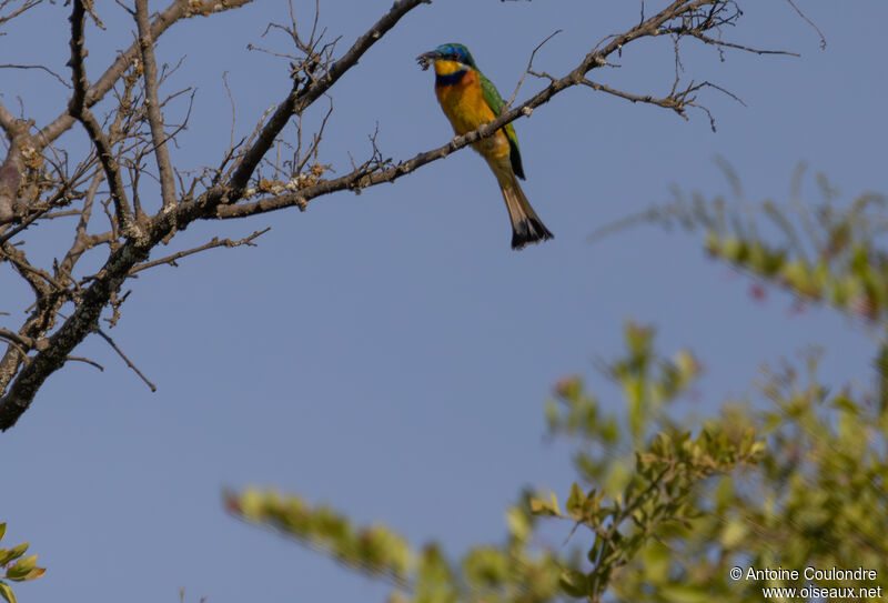 Ethiopian Bee-eateradult, fishing/hunting