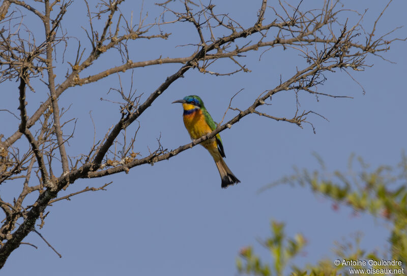 Ethiopian Bee-eateradult, fishing/hunting