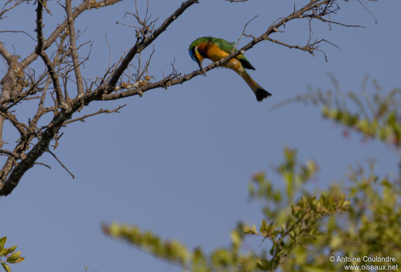 Ethiopian Bee-eateradult, fishing/hunting