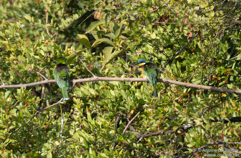 Ethiopian Bee-eater