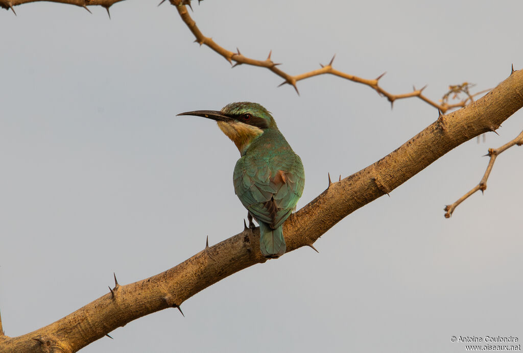 Guêpier de Perseadulte