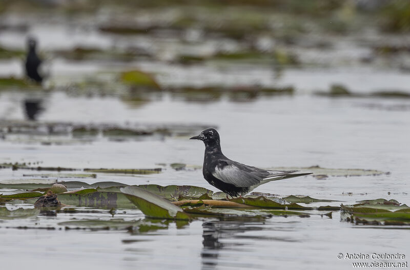 Guifette leucoptèreadulte