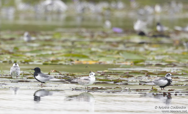 Guifette leucoptèreadulte nuptial