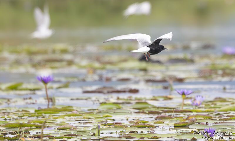 Guifette leucoptèreadulte nuptial, Vol