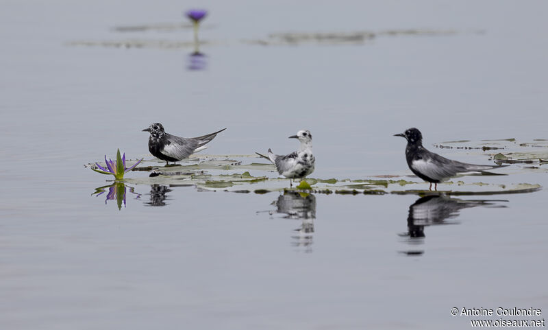 Guifette leucoptèreadulte transition