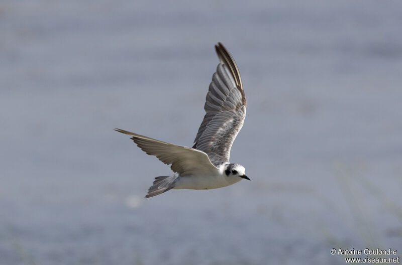 Guifette leucoptèreadulte internuptial, Vol