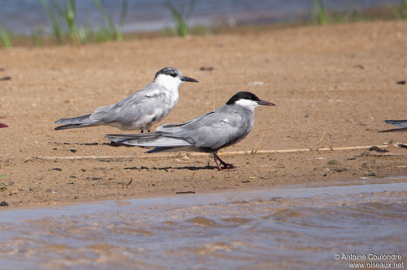 Whiskered Tern