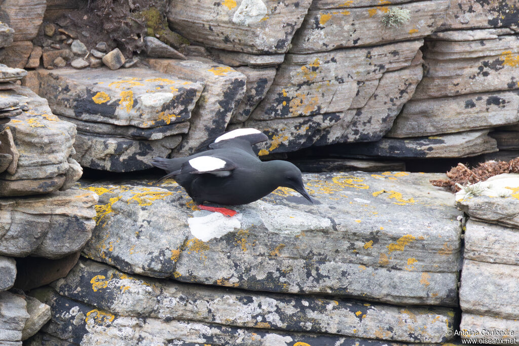 Guillemot à miroir