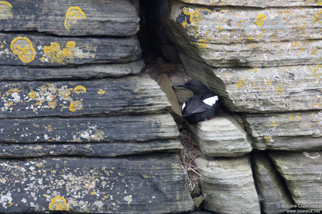 Guillemot à miroir