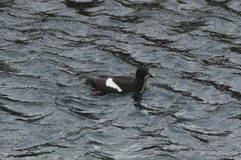 Guillemot à miroiradulte nuptial, pêche/chasse