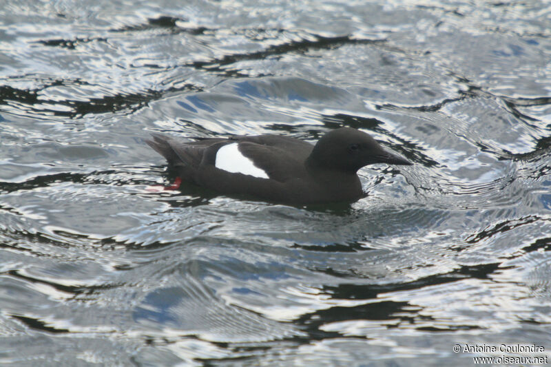 Guillemot à miroiradulte nuptial