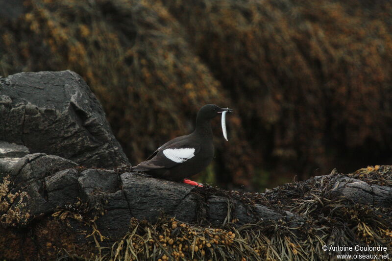 Black Guillemotadult breeding, fishing/hunting