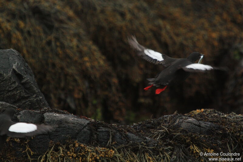 Black Guillemotadult breeding, Flight, fishing/hunting