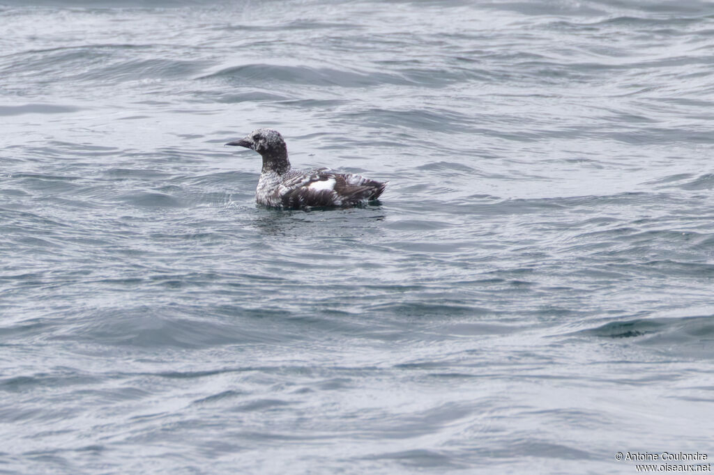 Guillemot à miroir