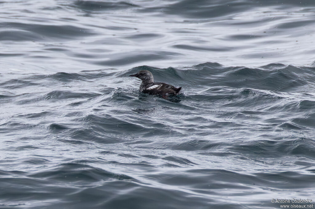Guillemot à miroir