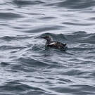 Guillemot à miroir