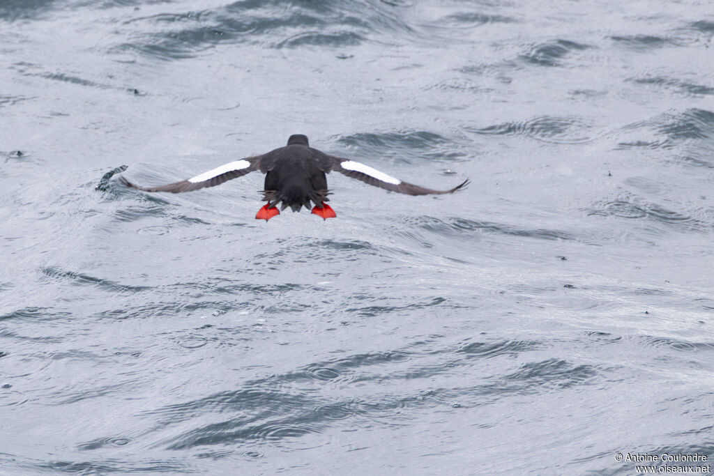 Guillemot à miroir