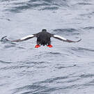 Guillemot à miroir