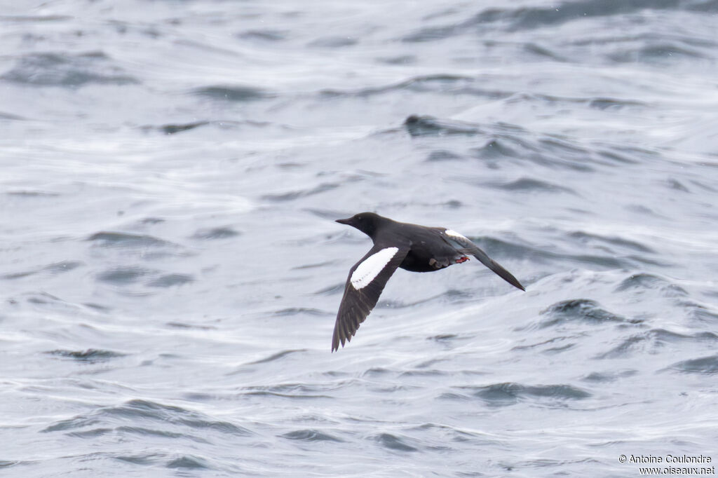 Guillemot à miroir