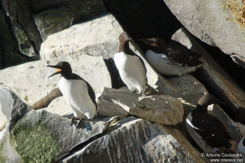 Common Murre