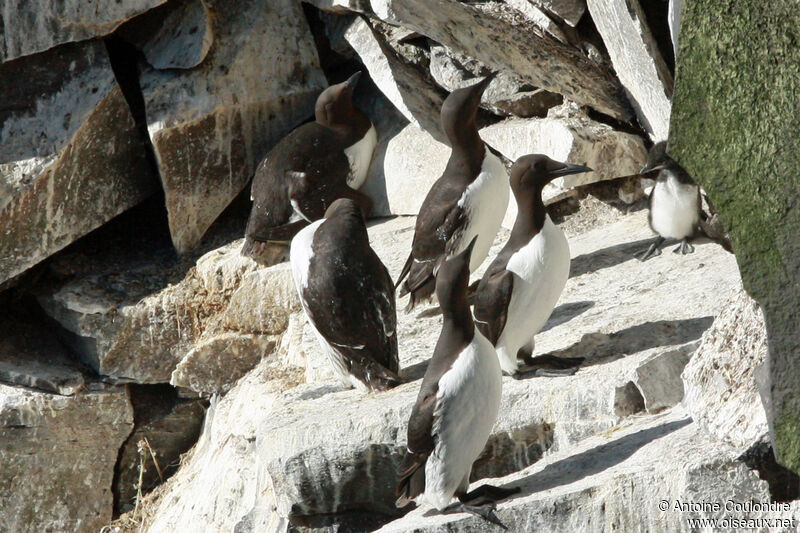 Common Murre