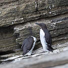 Guillemot de Troïl