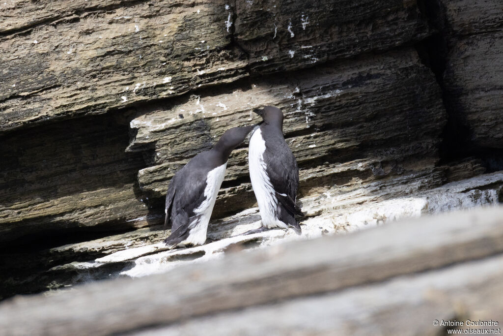 Guillemot de Troïl