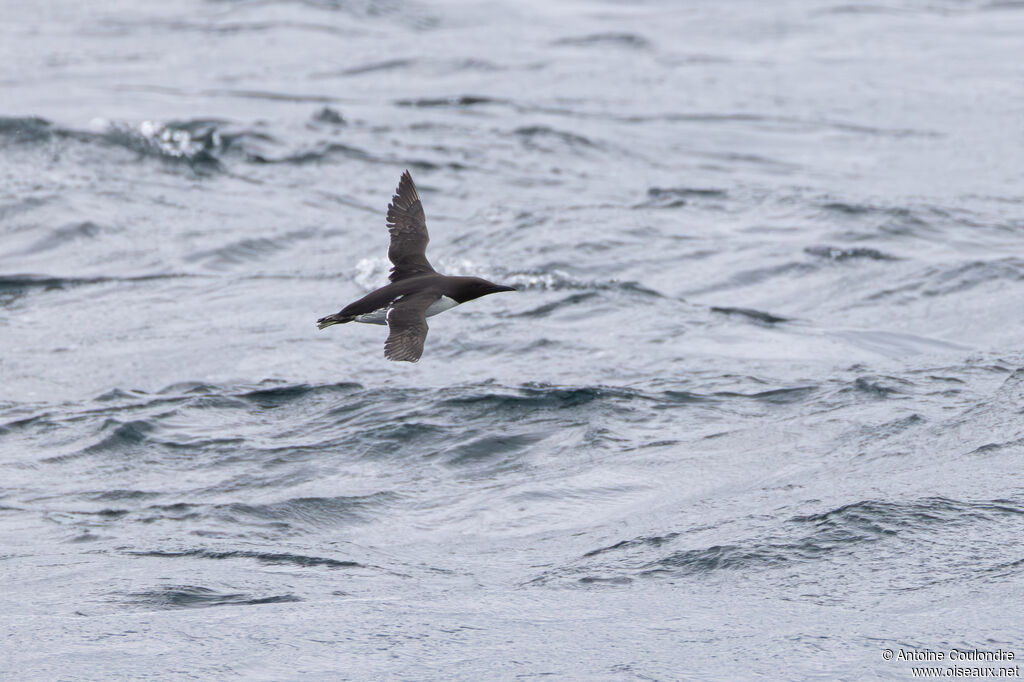 Guillemot de Troïl