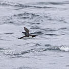 Guillemot de Troïl