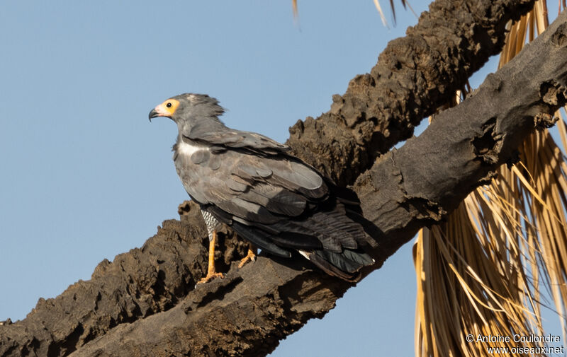 African Harrier-Hawkadult