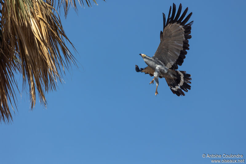 African Harrier-Hawkadult