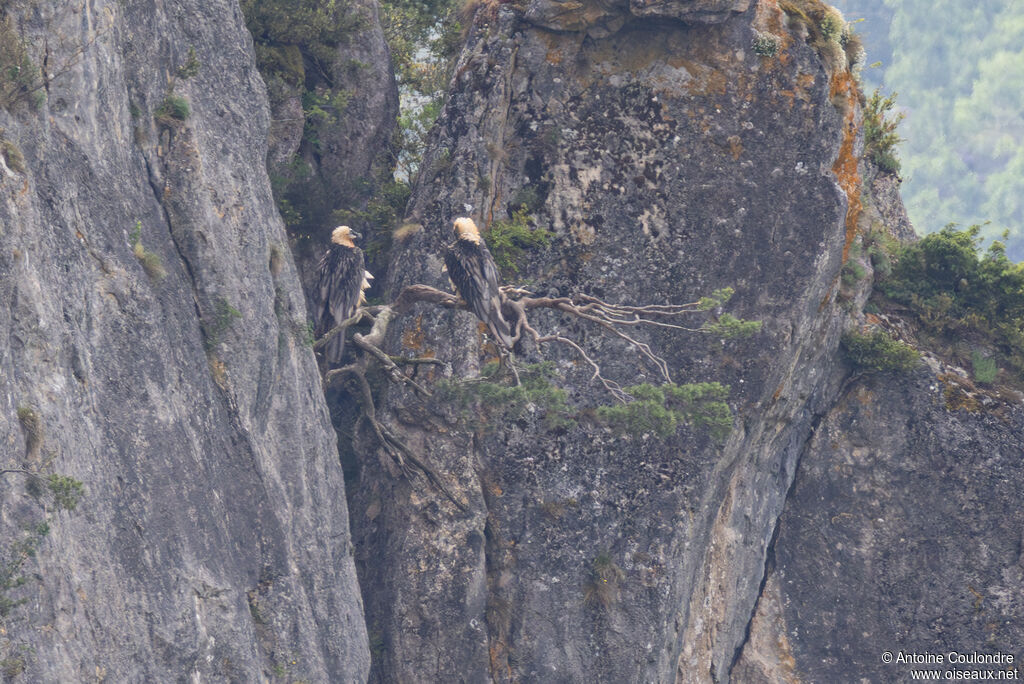 Gypaète barbu