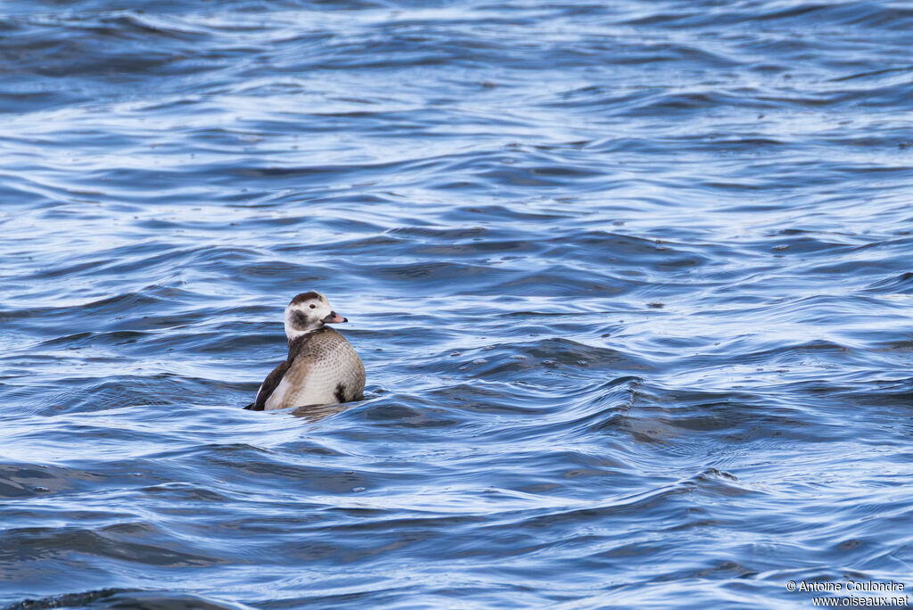 Harelde boréale - Harelde kakawi<br /> mâle 2ème année, pêche/chasse