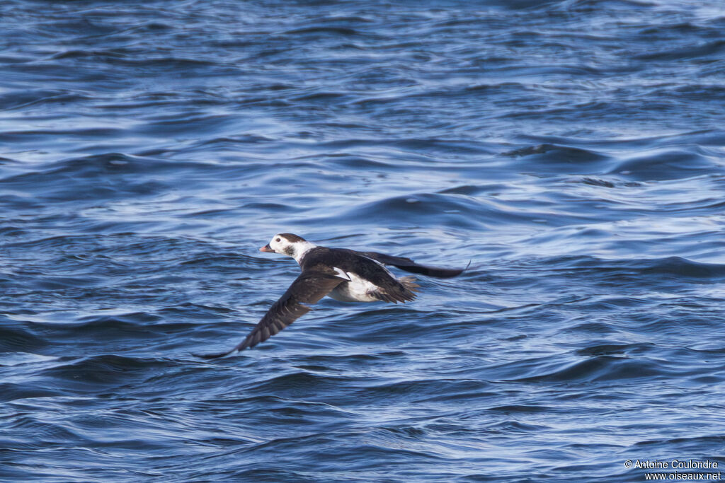 Harelde boréale - Harelde kakawi<br /> mâle 2ème année, Vol