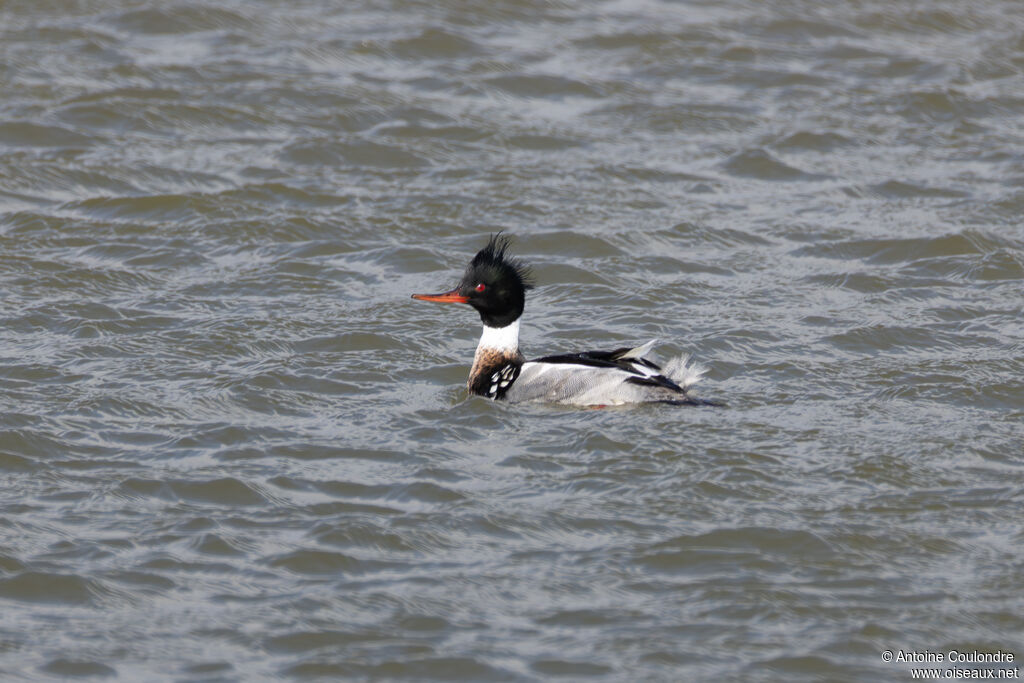 Red-breasted Merganser male adult breeding