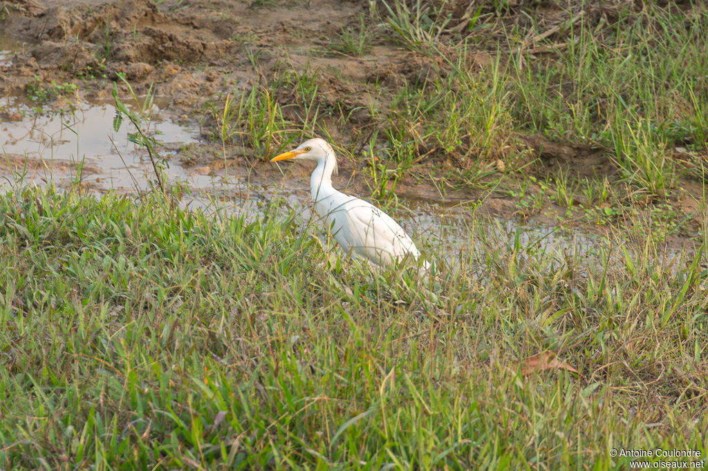 Héron à bec jauneadulte, pêche/chasse
