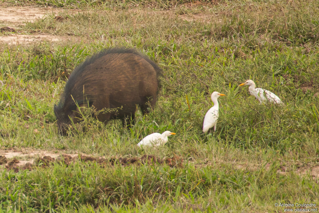 Héron à bec jauneadulte, pêche/chasse