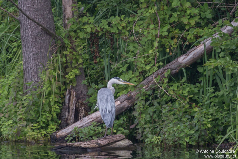 Grey Heronadult