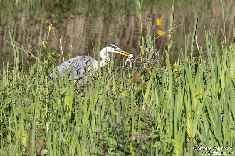 Grey Heronadult, fishing/hunting