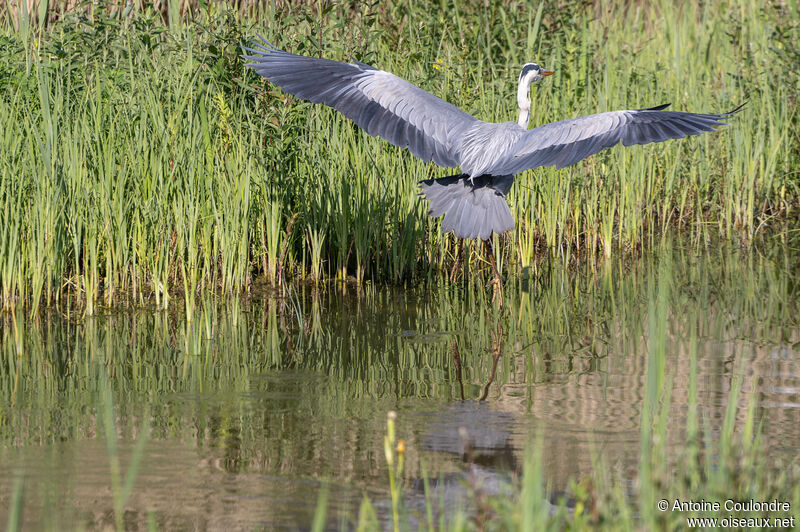 Grey Heronadult, Flight