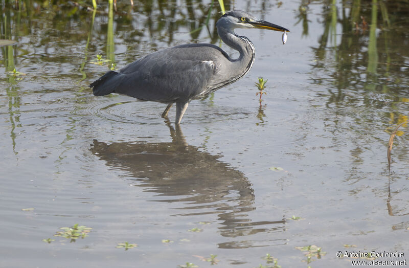 Grey Heronadult, fishing/hunting