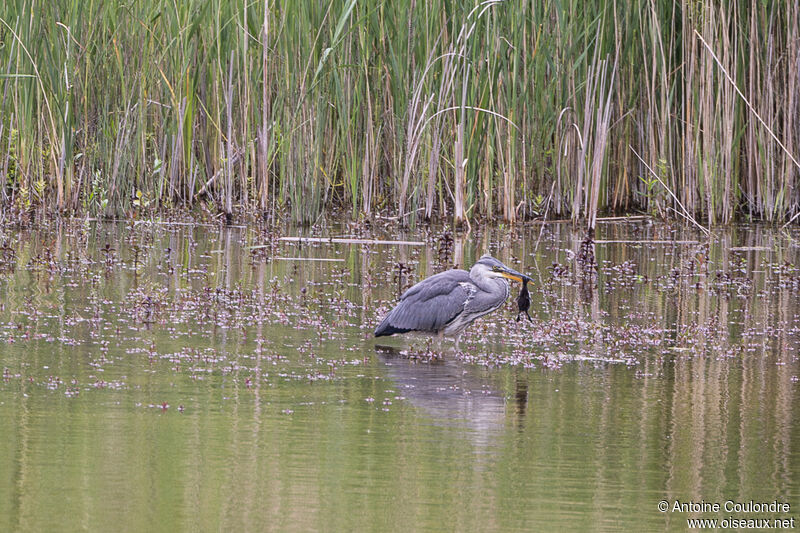 Grey Heronadult, fishing/hunting