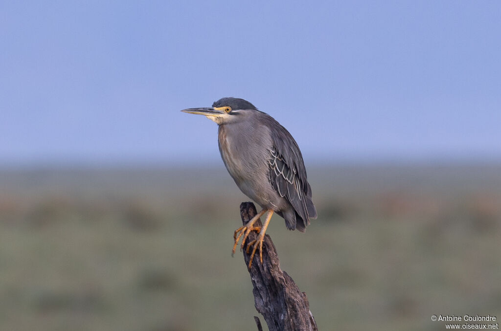 Héron des mangroves