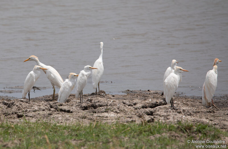 Western Cattle Egretadult