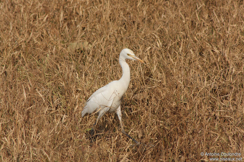 Western Cattle Egretadult