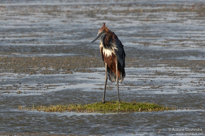 Goliath Heronadult