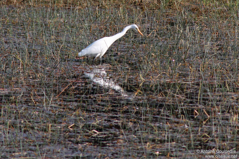 Medium Egretadult