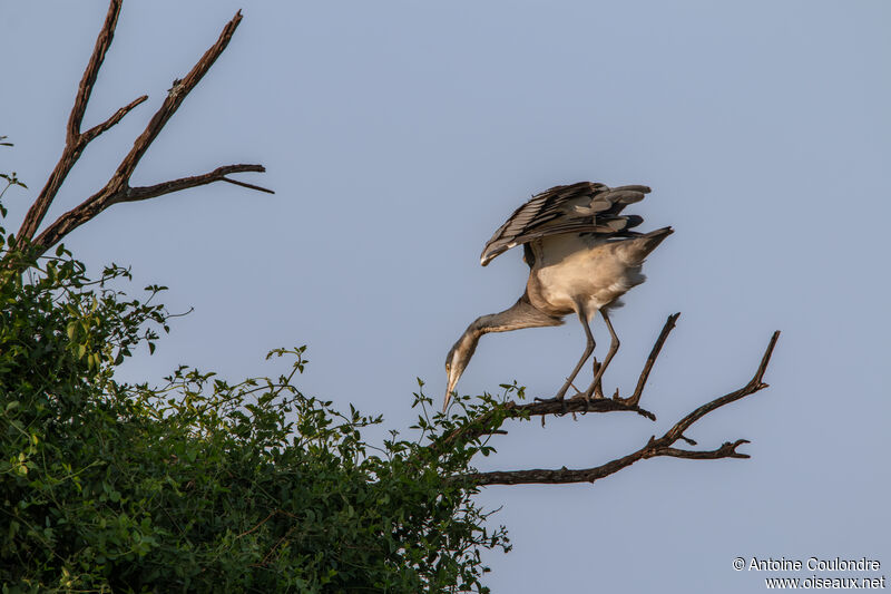 Black-headed Heronadult